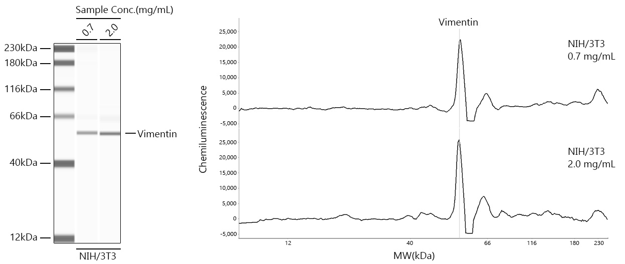 [KD Validated] Vimentin Rabbit mAb